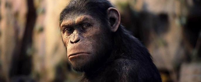 Majmuni i dalje vladaju box officeom